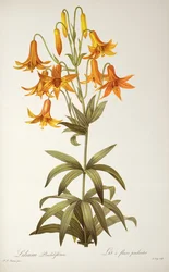 Lilium Penduliflorum, aus 